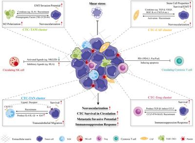 Circulating tumor cells participate in the formation of microvascular invasion and impact on clinical outcomes in hepatocellular carcinoma